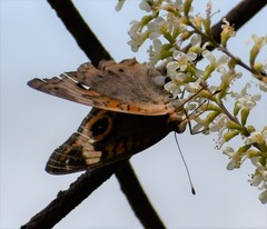 Junonia neildi varia