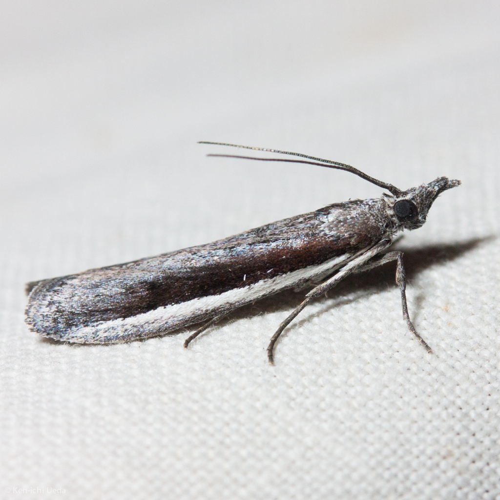 Pima albocostalialis