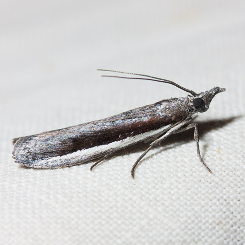Pima albocostalialis