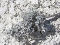 Artemisia hololeuca