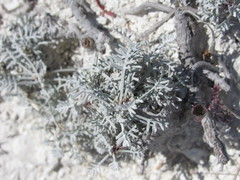 Artemisia hololeuca