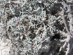 Artemisia hololeuca