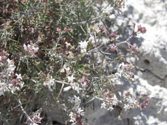 Asperula tephrocarpa
