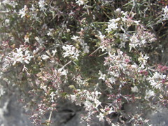 Asperula tephrocarpa