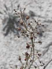 Scrophularia cretacea