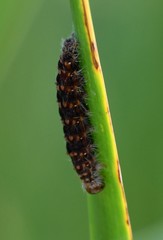 Acronicta insularis