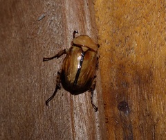 Cyclocephala putrida