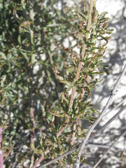 Scrophularia cretacea