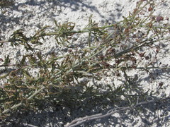 Scrophularia cretacea