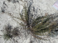 Scrophularia cretacea