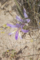 Babiana cedarbergensis
