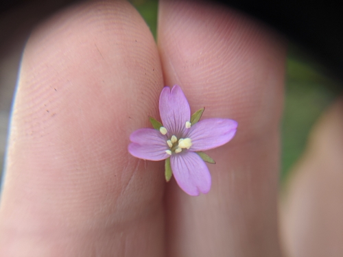 Epilobium ciliatum observed 2020-08-20