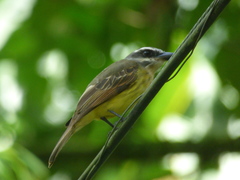 Myiodynastes hemichrysus