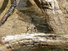 Aeshna juncea