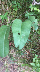 Bistorta officinalis