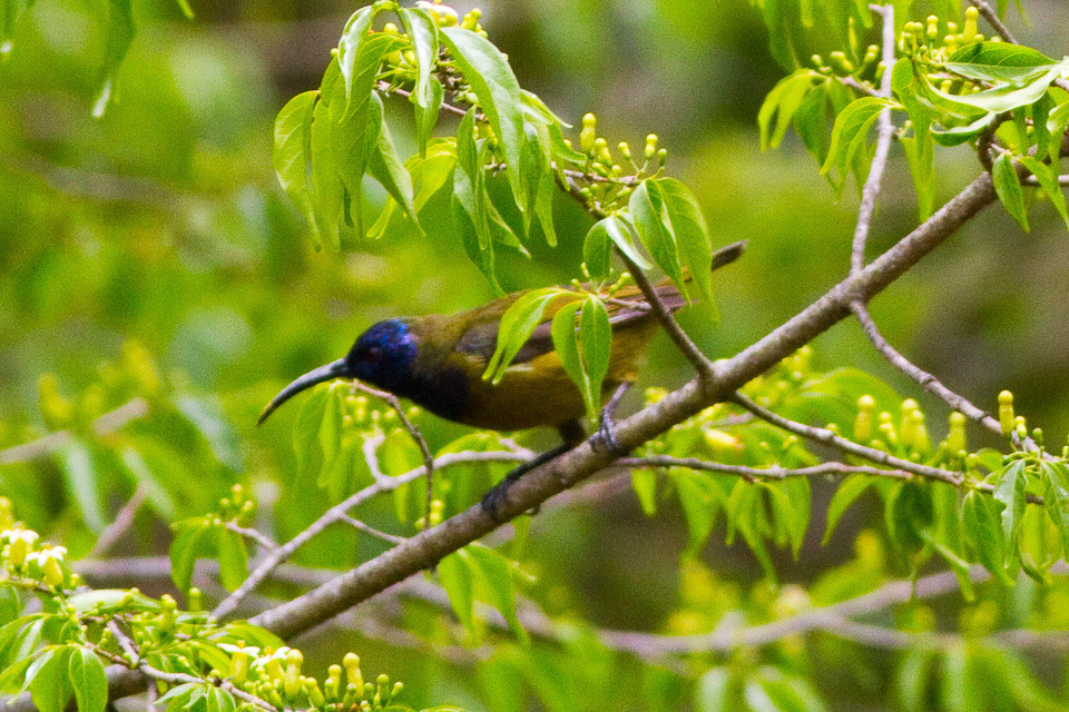 Cameroon Sunbird