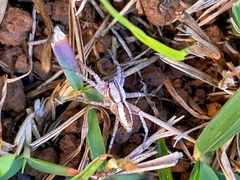 Arachosia praesignis