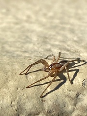 Arachosia praesignis