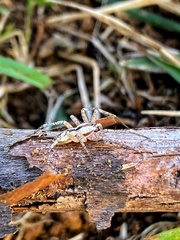 Arachosia praesignis