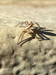 Arachosia praesignis