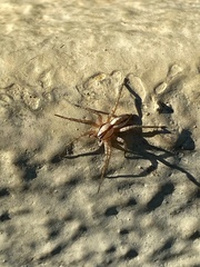 Arachosia praesignis