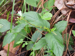 Spigelia humboldtiana