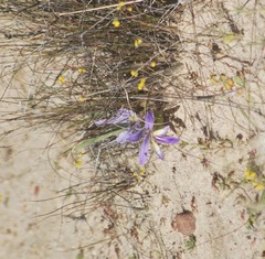 Babiana cedarbergensis