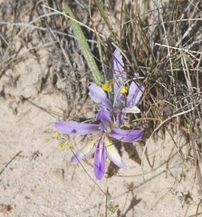 Babiana cedarbergensis