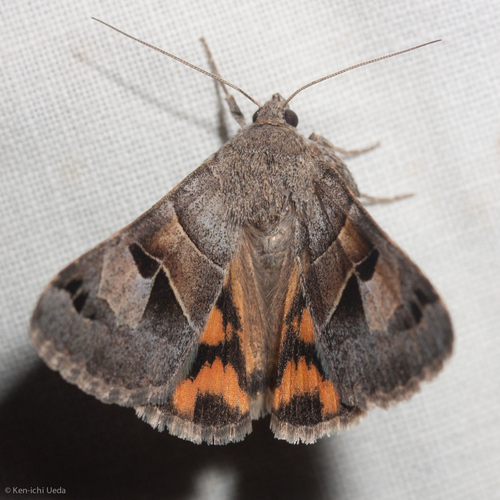Drasteria edwardsii photo 2