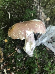 Boletus separans