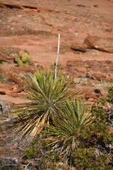 Yucca utahensis