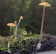 Collybiopsis dichroa