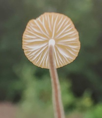 Collybiopsis dichroa