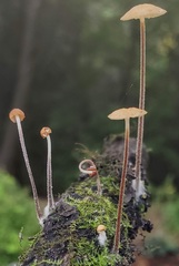 Collybiopsis dichroa