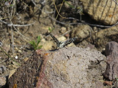Melanargia ines