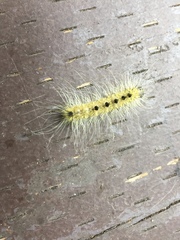Acronicta