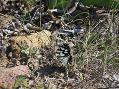 Melanargia ines