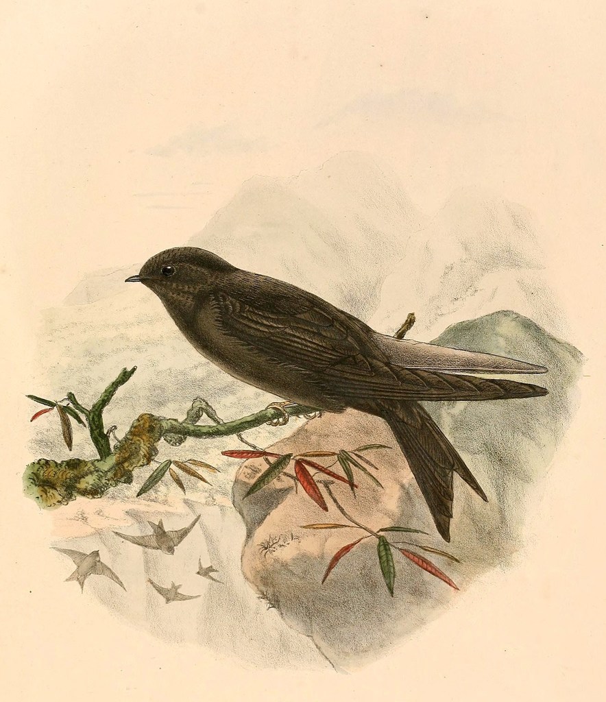 Mountain Saw-Wing