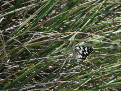 Melanargia ines