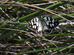 Melanargia ines