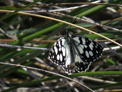 Melanargia ines