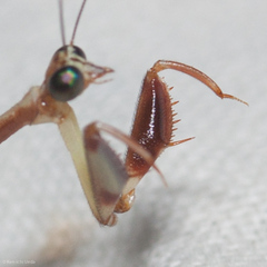 Leptomantispa pulchella