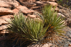 Yucca utahensis