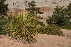 Yucca utahensis