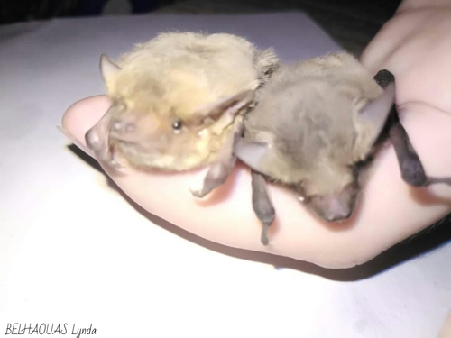 Kuhl's pipistrelle