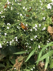 Chauliognathus pensylvanicus