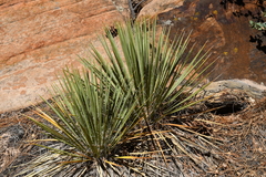 Yucca utahensis