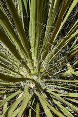 Yucca utahensis