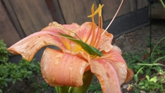 Scudderia curvicauda