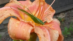 Scudderia curvicauda